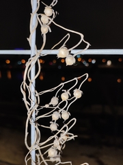 Convolvulus arvensis