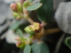 Euphorbia cryptorubra