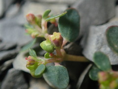 Euphorbia cryptorubra