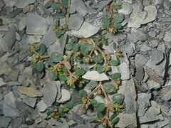 Euphorbia cryptorubra