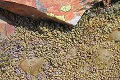 Selaginella watsonii