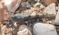 Sphingonotus rubescens