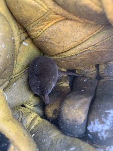 Eurasian Pygmy Shrew