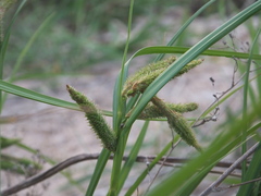 Carex dimorpholepis