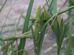 Carex dimorpholepis