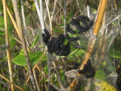 Euphydryas aurinia beckeri