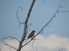Zonotrichia capensis