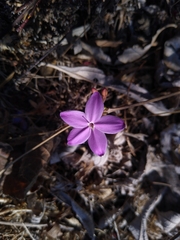 Pseuderanthemum praecox