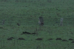 Alopochen aegyptiaca