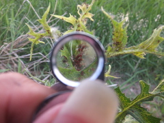 Uroleucon formosanum
