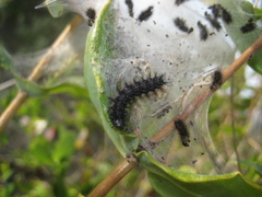 Euphydryas aurinia beckeri