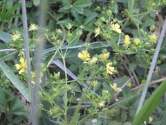 Potentilla kleiniana