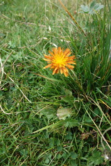 Crepis aurea