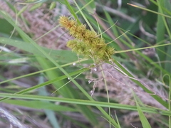 Carex neurocarpa