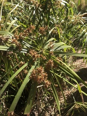 Cyperus