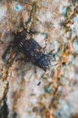 Eucorynus crassicornis