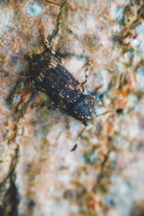Eucorynus crassicornis