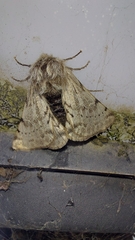 Lycia florentina