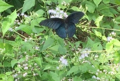 Papilio memnon agenor