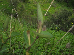 Aristolochia paucinervis