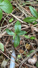 Vinca minor