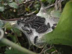 Euphydryas aurinia beckeri