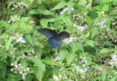 Papilio memnon agenor