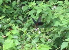 Papilio memnon agenor