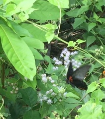 Papilio memnon agenor