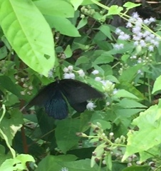 Papilio memnon agenor