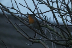 Erithacus rubecula