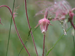 Geum triflorum