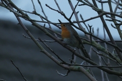 Erithacus rubecula
