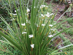 Libertia