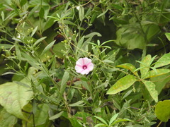 Ipomoea heptaphylla