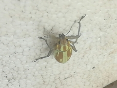 Naupactus xanthographus