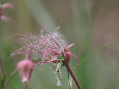 Geum triflorum