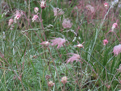 Geum triflorum