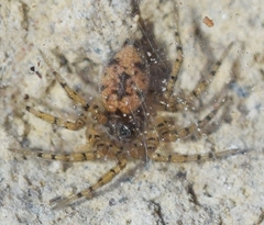 Oecobius maculatus