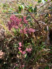 Melinis repens