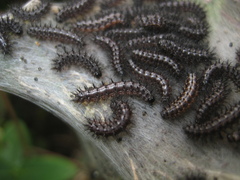 Euphydryas aurinia beckeri