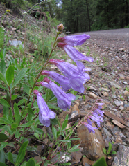 Penstemon fruticosus