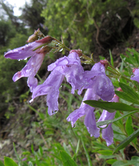 Penstemon fruticosus