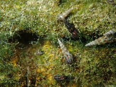 Melanoides tuberculata