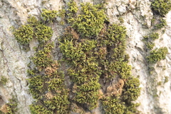 Nyholmiella obtusifolia