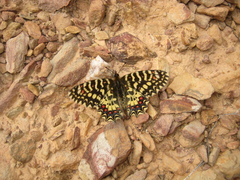 Zerynthia rumina