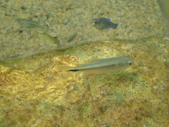 Cyprinodon elegans