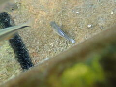 Cyprinodon elegans