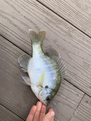 Lepomis macrochirus purpurascens