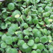 Leptinella rotundata - Photo (c) Katy Johns, μερικά δικαιώματα διατηρούνται (CC BY-NC), uploaded by Katy Johns